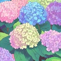 Beautiful colorful hydrangea flowers as background, top view Royalty Free Stock Photo